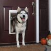 The 7 Best Pet Doors for Dogs in 2022