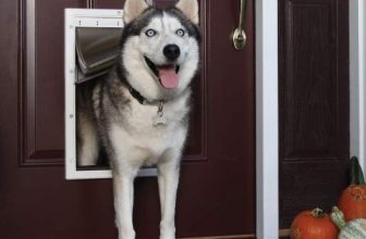 The 7 Best Pet Doors for Dogs in 2022